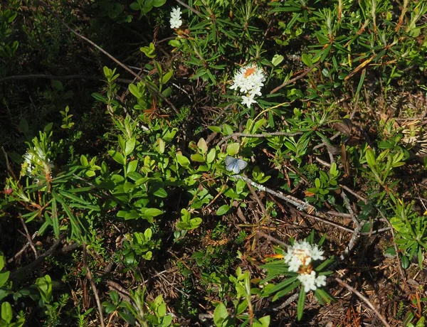 Tiny blue butterfly and flowers
