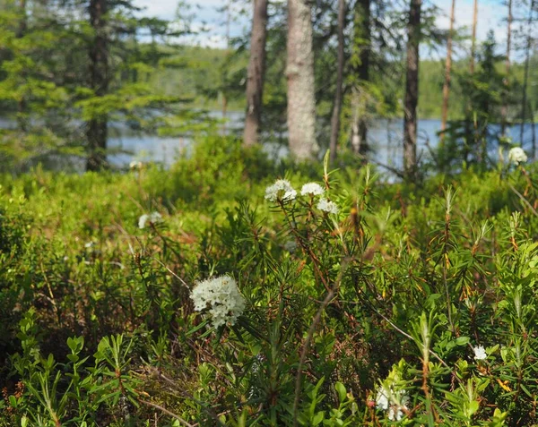 bir ormanda çiçekler