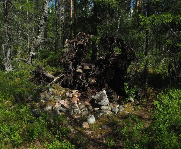 Fallen tree and its roots