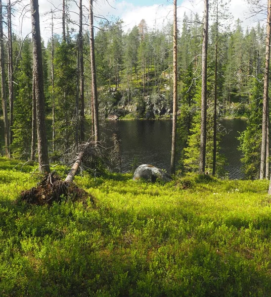 A lake in the middle of a forest