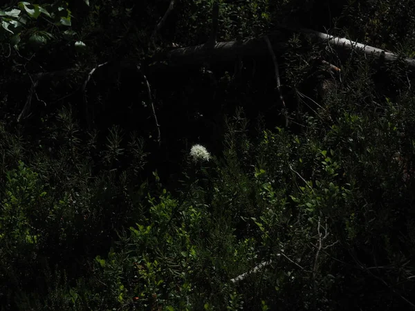 Small white flower in the forest