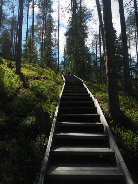 Steps on a hiking trail in the woods