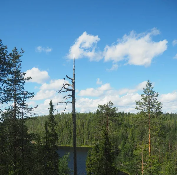 Cloudy blue sky and forest