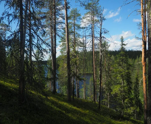 Beautiful forest landscape in Finland