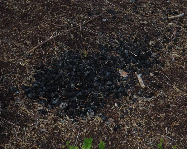 Coals after a campfire on the forest ground
