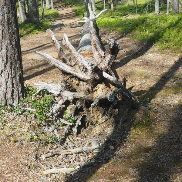 Fallen tree with antler-like roots