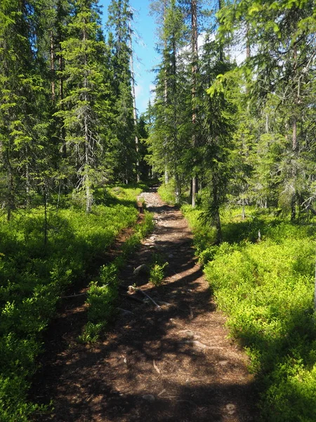path in the woods surrounded by greenery