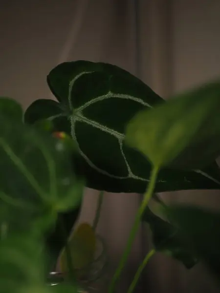 Diğer yaprakların arkasında anthurium yaprağı