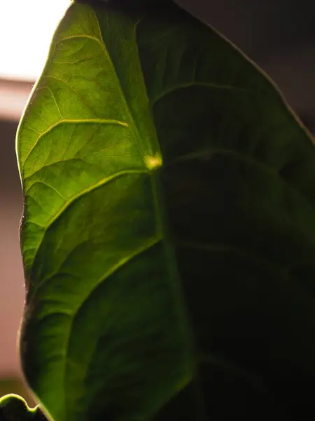 Alokasya yaprağı ve ışık geliyor.