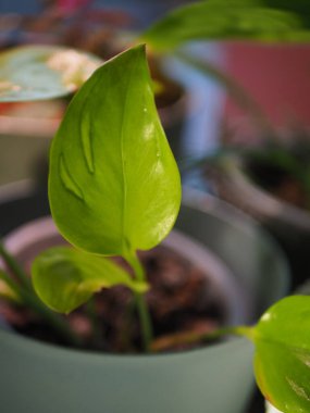 Güzel detayları olan epipremnum