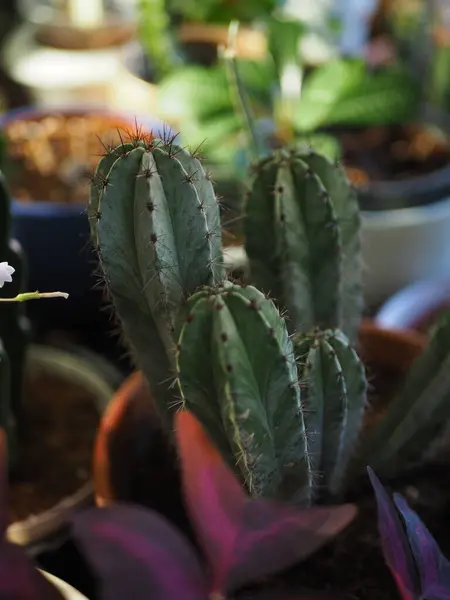 Diğer bitkilerin ortasında gümüş bir kaktüs.