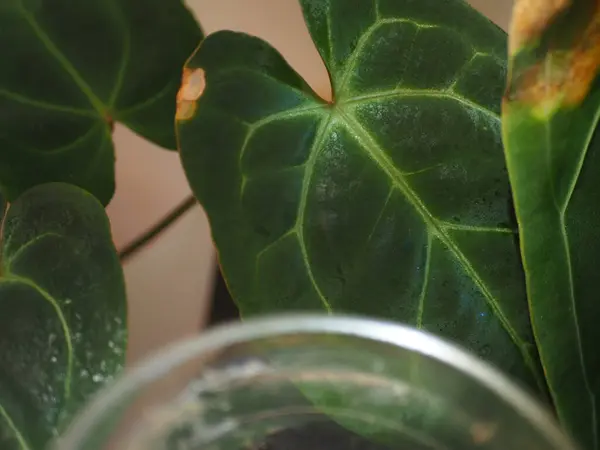 Anthuriumlardaki hasarlı yapraklar