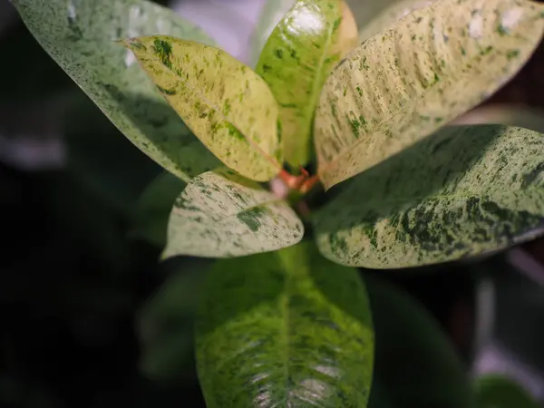 Benekli, çeşitli kauçuk bir ağaç.