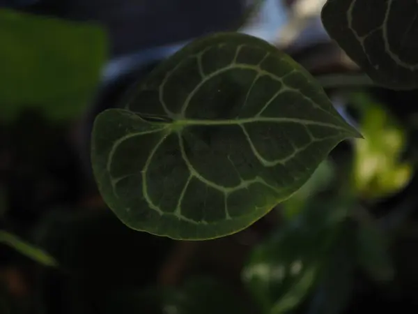 Anthurium clarinervium Gölgede