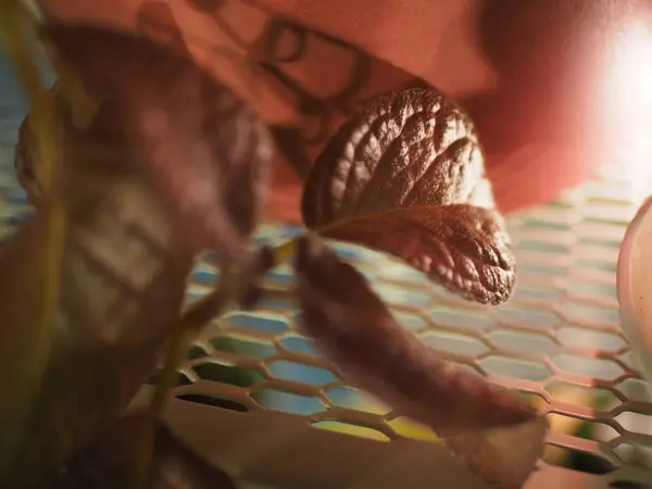 Pembe bir saksının yanında güzel pembe yapraklar.