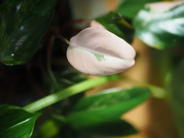 Yeşil benekli pembe bitki yaprağı