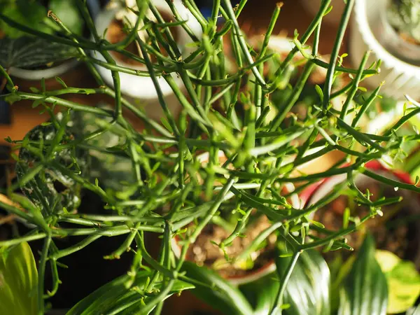 İyi bir ışıkta bir mutluluk.