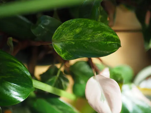 Renkli filodendron bitki yaprakları