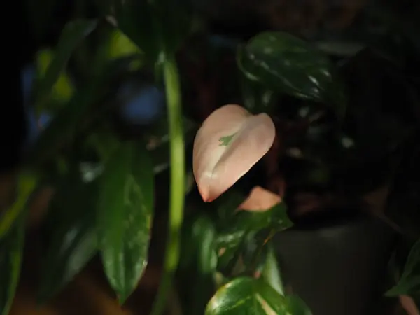 Yeşilliğin ortasında pembe fildişi yaprağı