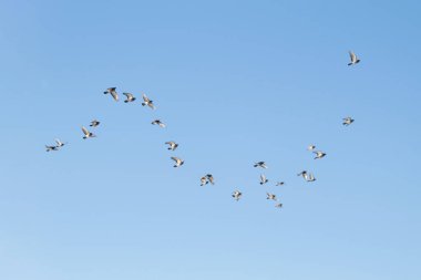 Arkasında açık gökyüzü olan bir martı sürüsü.