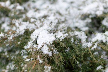 Bir kar yağışı sonrası karla kaplı yeşil bir çalılığa yakın.