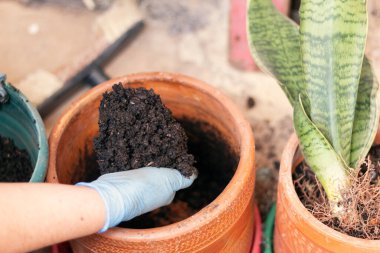 An unrecognizable person grabbing a handful of soil from a pot to transplant a plant in a home garden