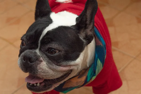 Close up on a smiling french bulldog wearing red clothes.