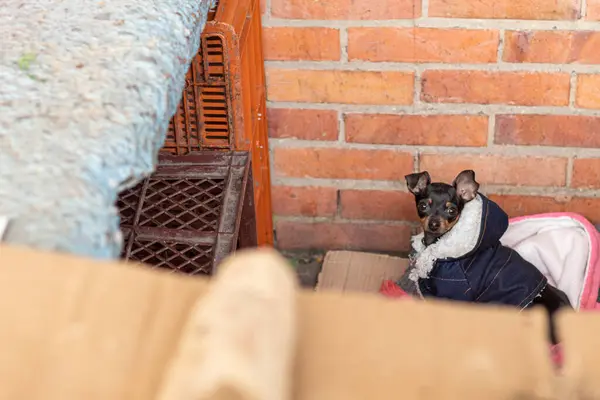 用塑料篮子围住的小狗看着摄像机 一个穿着保暖夹克躺在床上的迷你小夹子 四条腿的朋友概念 — 图库照片