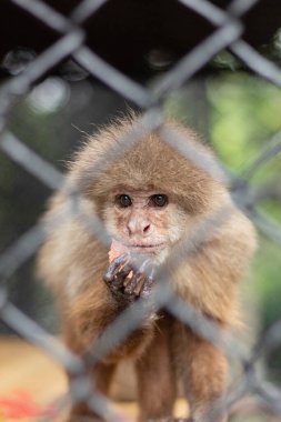 Güvenlik çitinin arkasında meyve yiyen gür saçlı şirin bir maymun. Esaret altındaki bir hayvan kameraya bakıyor. Marmoset maymunu.