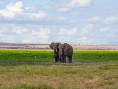 İki genç Afrika fili (Loxodonta africana) bir Safari sırasında Savannah 'da oynuyorlar.