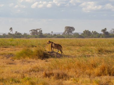 Dişi aslan (Panthera leo) savananın ortasında avlanmaya hazır.