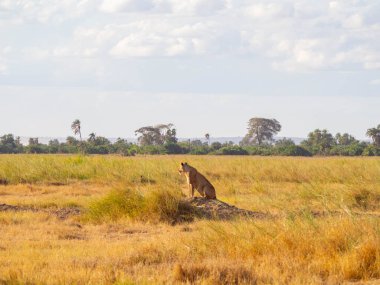 Güneşli bir günde, ovanın ortasında dişi aslan (Panthera leo)