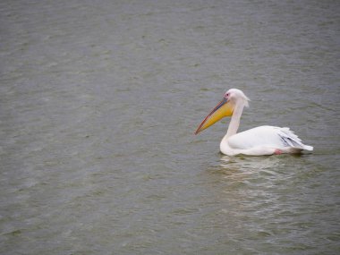 Büyük beyaz pelikan (Pelecanus onocrotalus) bir gölde yüzer.