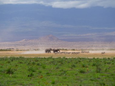 Safari sırasında etrafı zebralarla çevrili iki Afrika fili (Loxodonta africana).