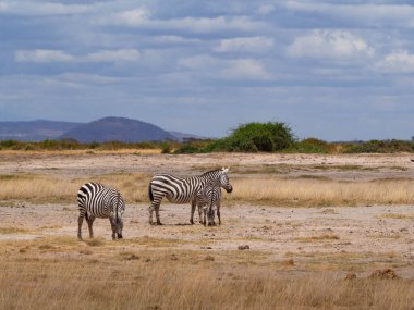 Afrika 'da bir Safari sırasında ayakta durup ot yiyen zebra grubu (Equus quagga)