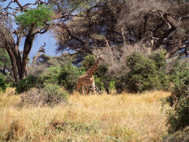 Bir zürafa (zürafa camelopardalis), ormanda yürüyor