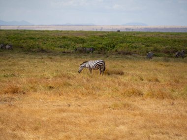 Zebra (Equus quagga) Afrika Safari 'si sırasında ot yiyor