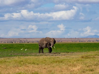 Safari sırasında Savannah 'da oynayan genç bir Afrikalı fil (Loxodonta africana)