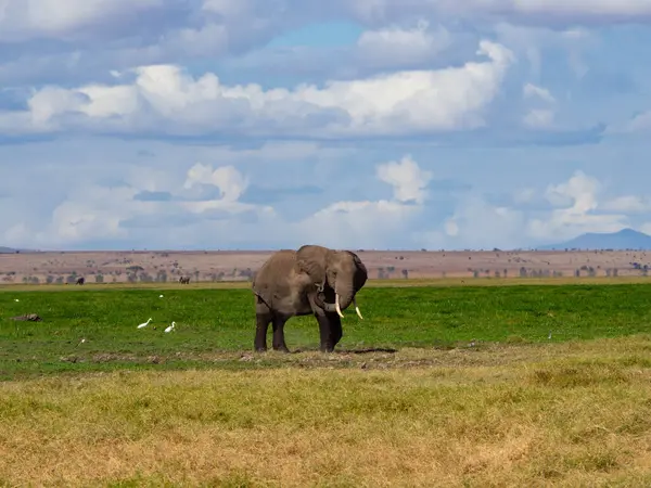 stock image A young african elephants (Loxodonta africana) playing in the Savannah during a Safari