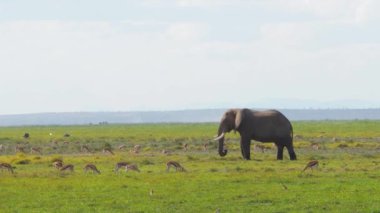 Safari sırasında ceylanlarla çevrili Afrikalı filler (Loxodonta africana)