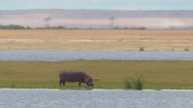 Suaygırı (Hippopotamus amfibi) Afrika Safari 'si sırasında ot yer.