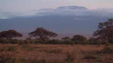 Afrika fili (Loxodonta africana) Kilimanjaro zirvesinin önünde gün batımında bulutlu bir günde