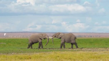 İki genç Afrika fili (Loxodonta africana) bir Safari sırasında Savannah 'da oynuyorlar.