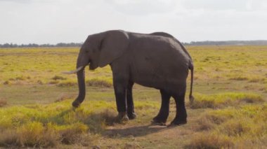 Safari sırasında bir Afrika fili (Loxodonta africana) ailesinin etrafı yaban domuzlarıyla çevrilidir.
