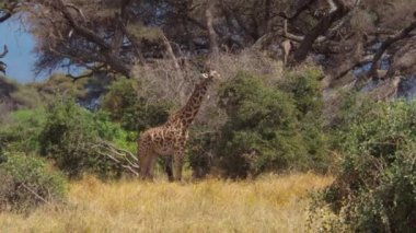 Bir zürafa (zürafa camelopardalis), ormanda yürüyor