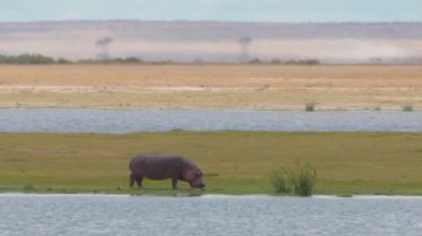 Suaygırı (Hippopotamus amfibi) Afrika Safari 'si sırasında ot yer.