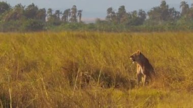 Dişi aslan (Panthera leo), bozkırda avlanmaya hazır bir şekilde yürüyor.