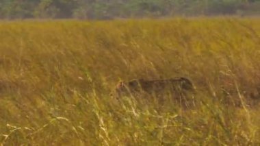 Dişi aslan (Panthera leo), bozkırda avlanmaya hazır bir şekilde yürüyor.