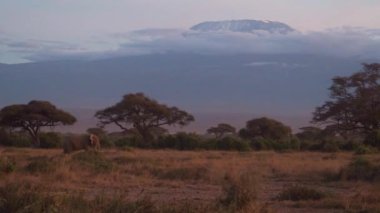 Afrika fili (Loxodonta africana) Kilimanjaro zirvesinin önünde gün batımında bulutlu bir günde
