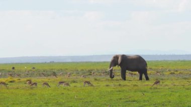 Safari sırasında ceylanlarla çevrili Afrikalı filler (Loxodonta africana)